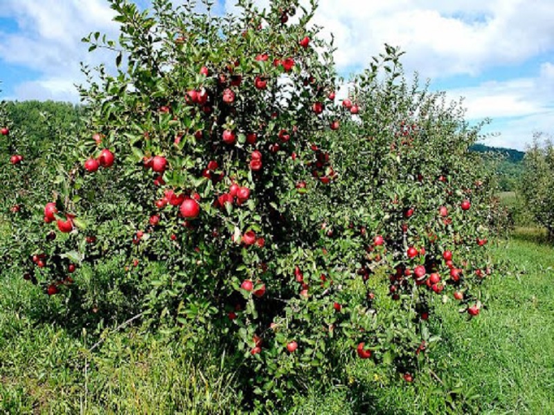 pomegranet orchard