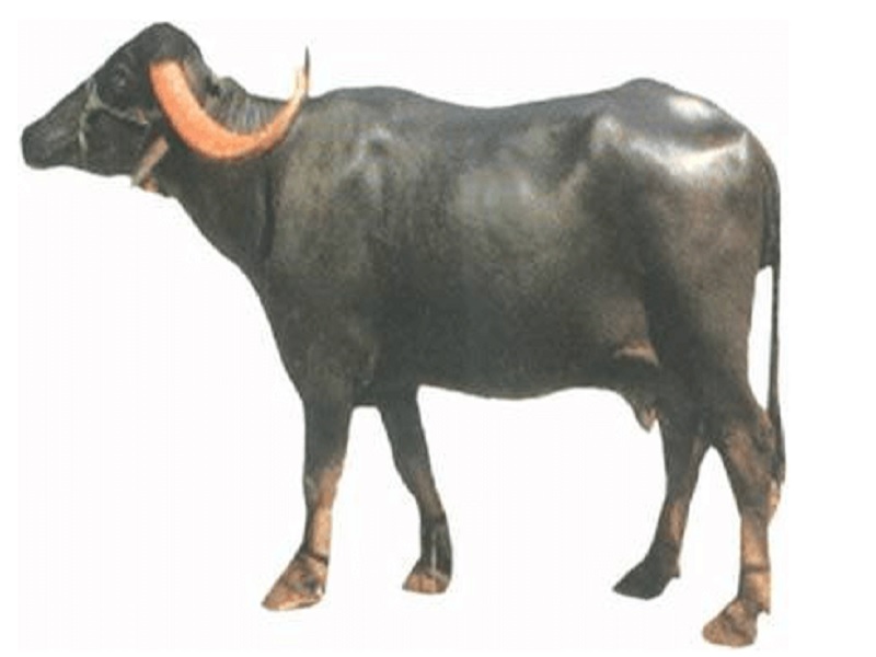 nagpuri buffalo