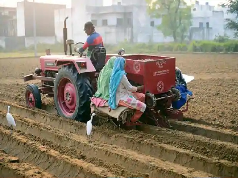 बियाणेवरील निर्बंध उठवले