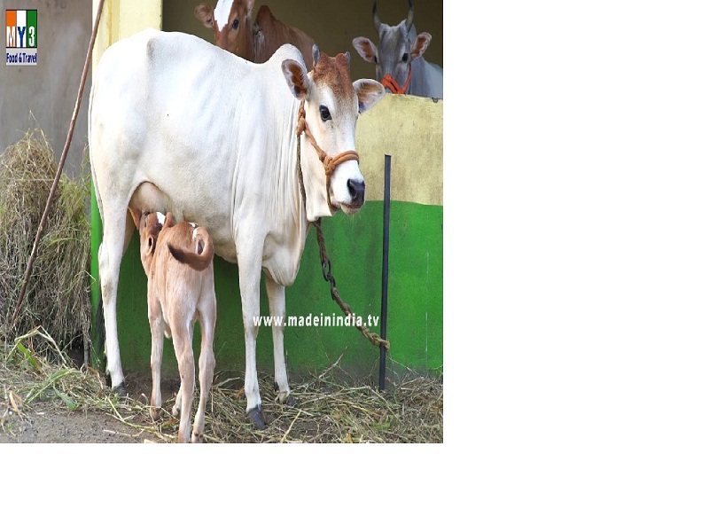 cow fertility