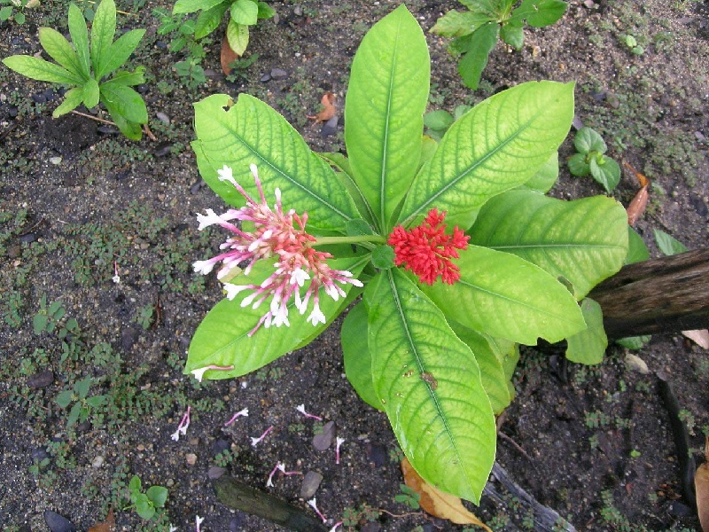 sarpgandha plant