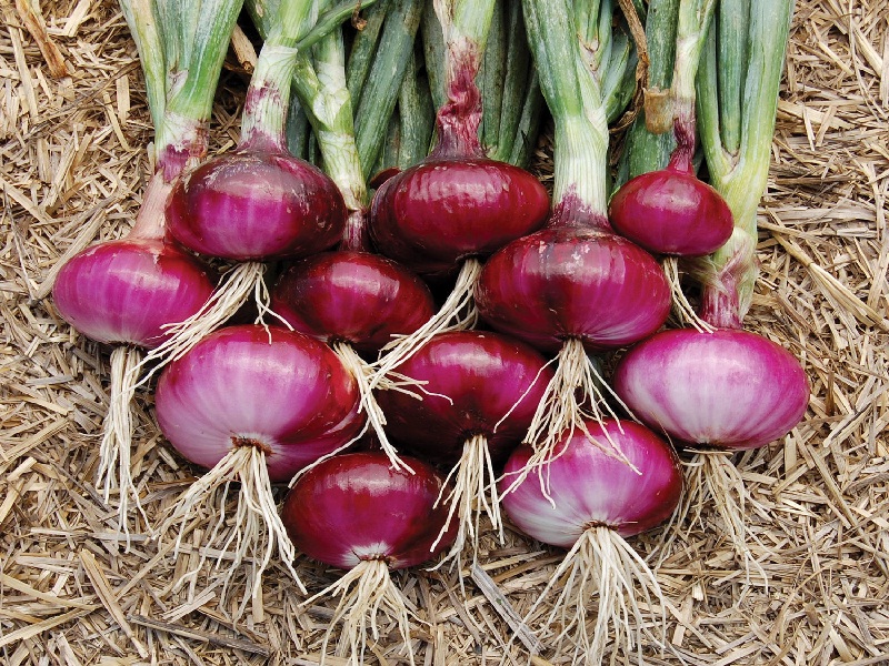 onion growth