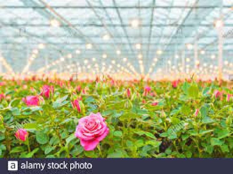 rose farming