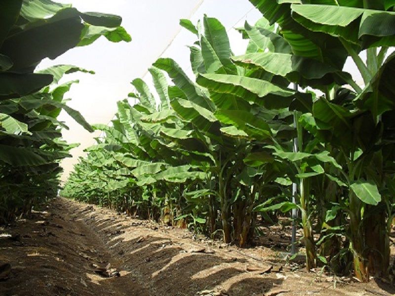 banana cultivation