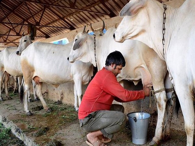 increased cow milk production