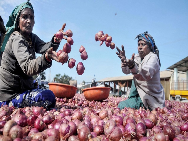onion harvesting