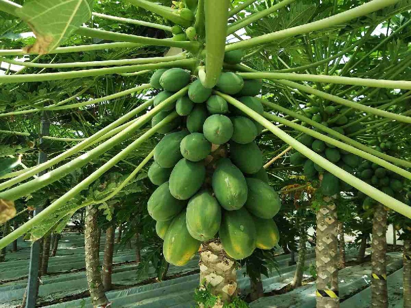 papaya cultivation