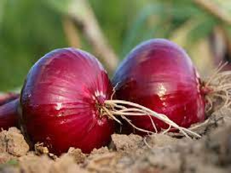onion export