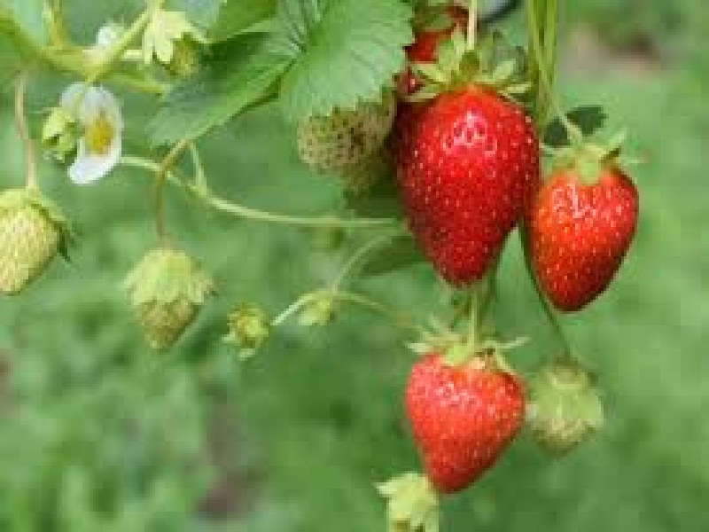 strawberry cultivation