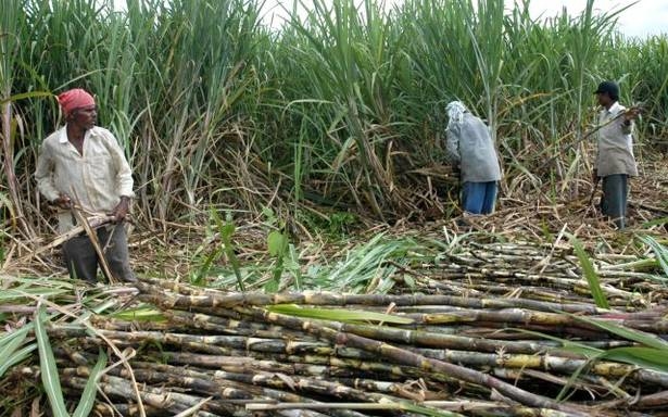 Damage sugarcane crop