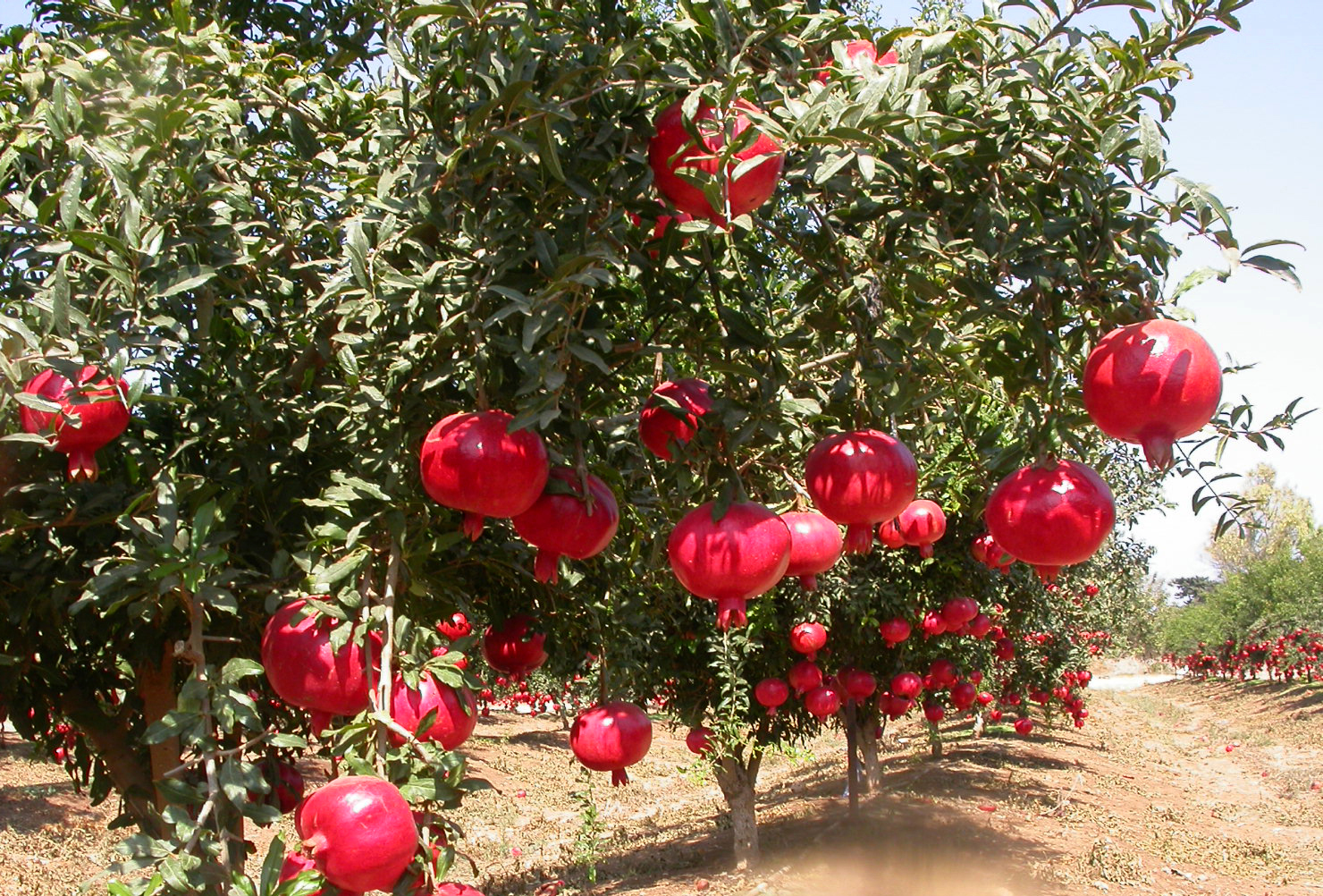 Pomegranate Orchards