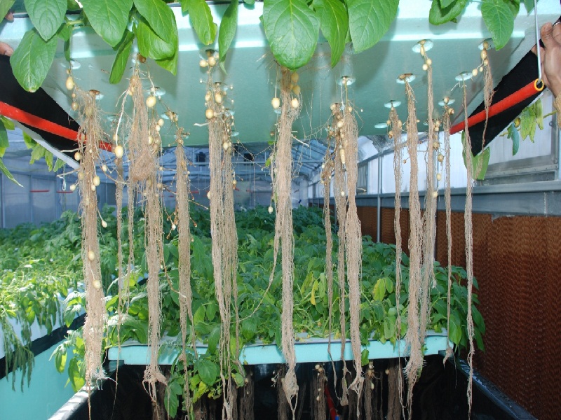 aeroponics farming