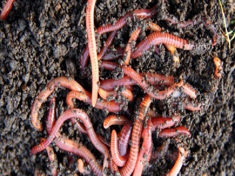 earthworm fertilizer