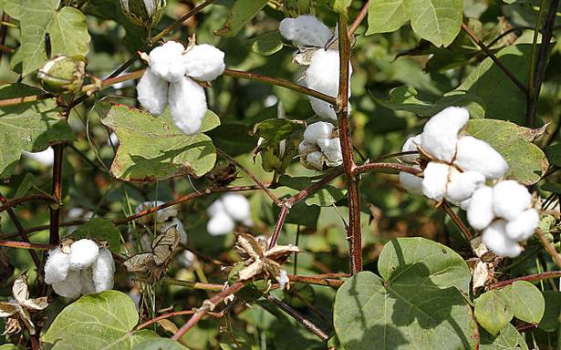 Cotton market price increased