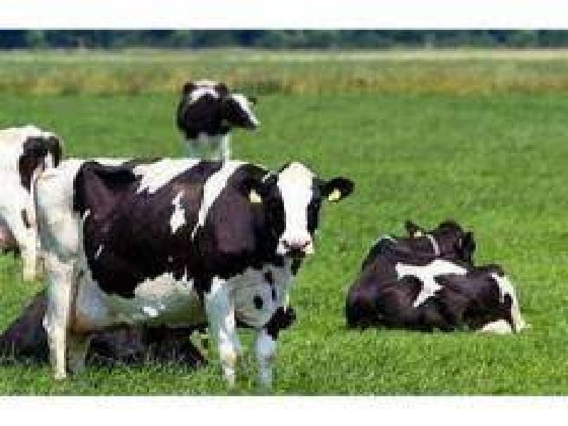 breeding cow