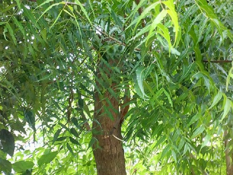 कडूनिंब : पृथ्वीतलावरील सुवर्ण वृक्ष.