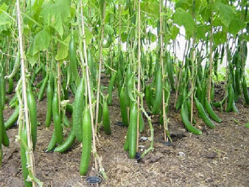 Cucumber cultivation