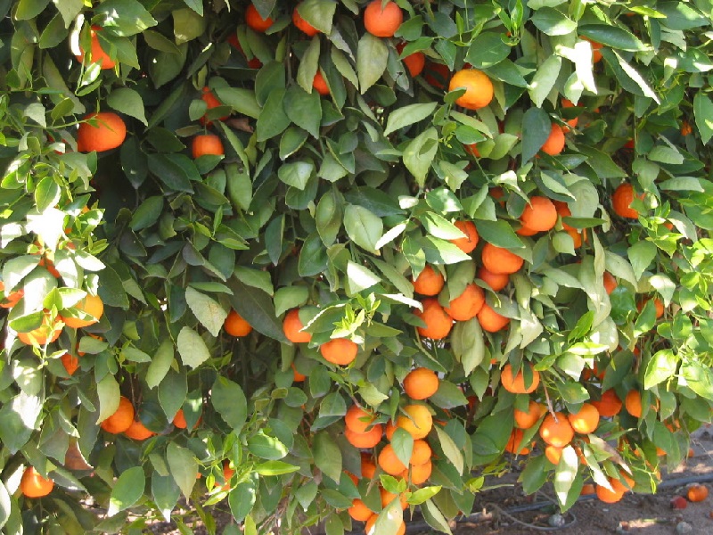 संत्रा पिकासाठी असे करा नियोजन आणि घ्या भरपुर उत्पादन