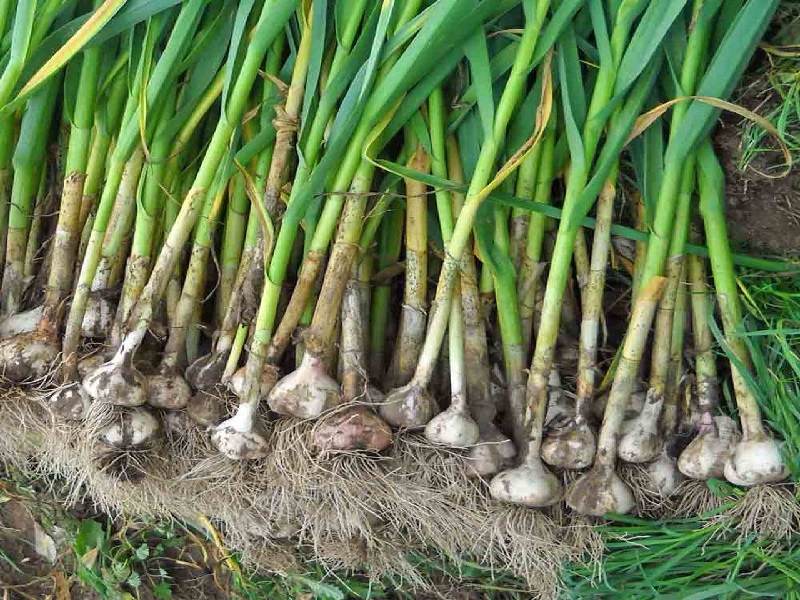 garlic species
