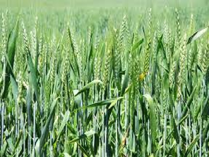wheat species