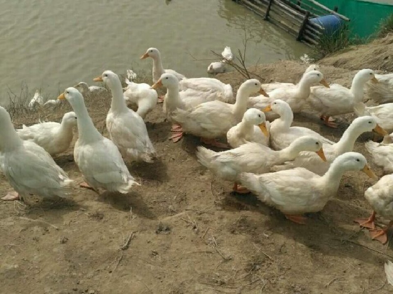 duck care
