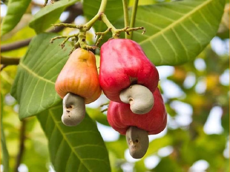 cashew cultivation