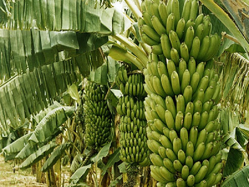 banana cultivation