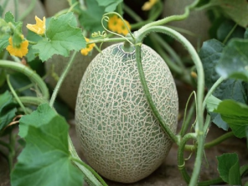 melon cultivation