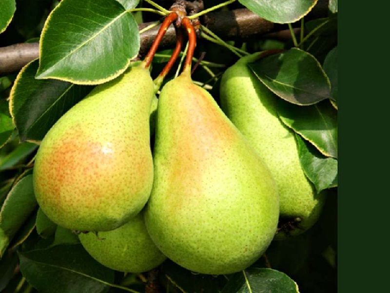 pear cultivation