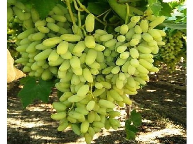nashik grapes postal pocket