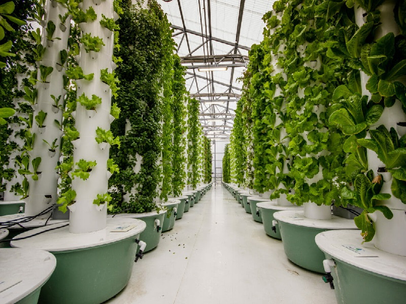 aeroponics farming