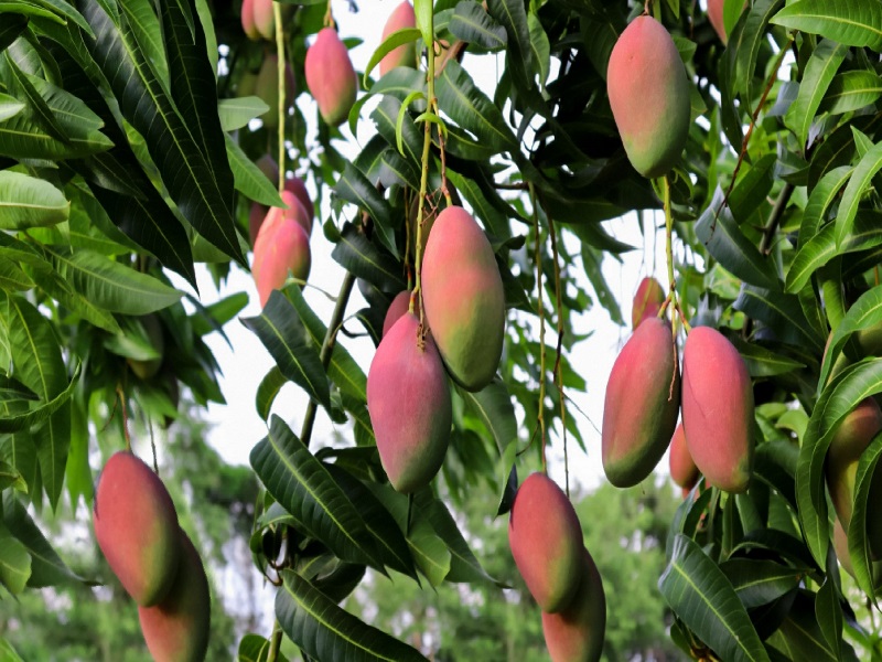 mango trees