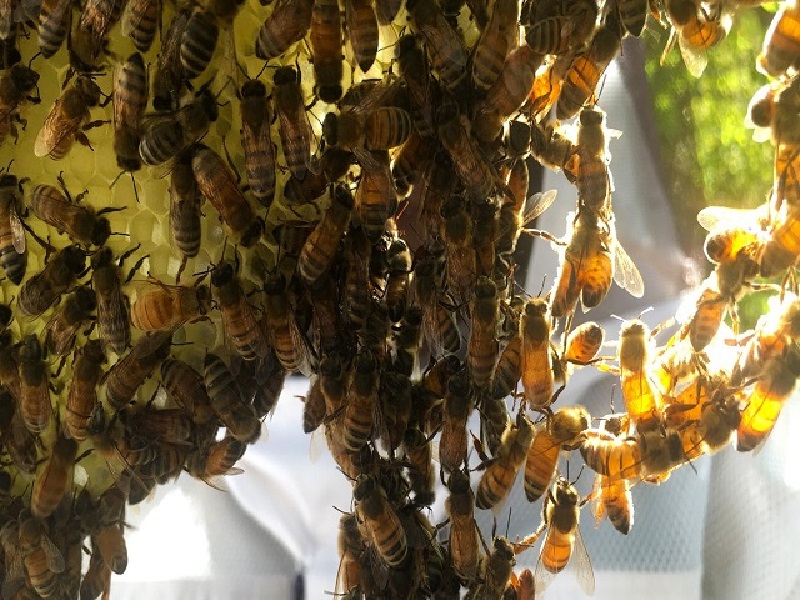 bee keeping farming