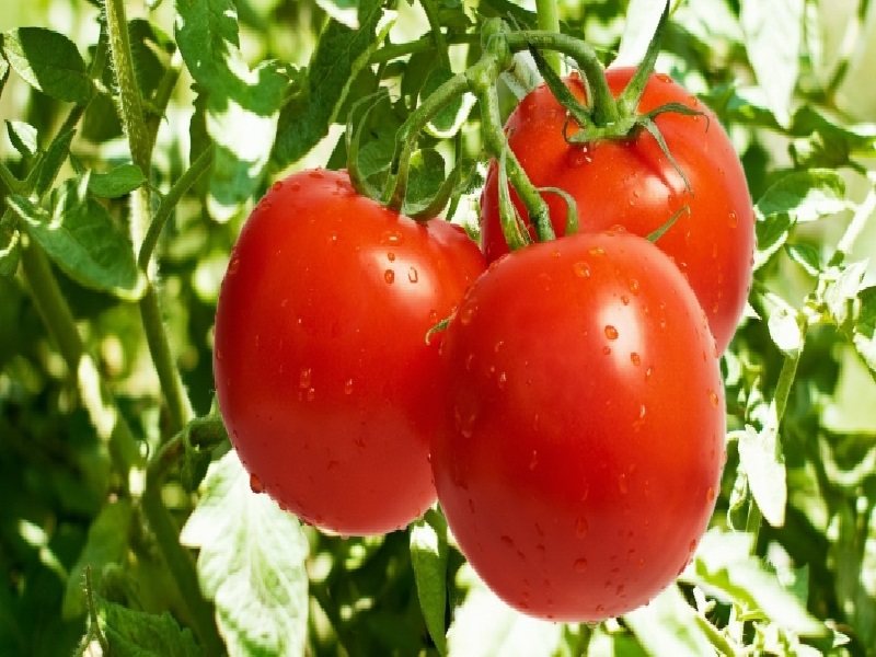 tomatto crop