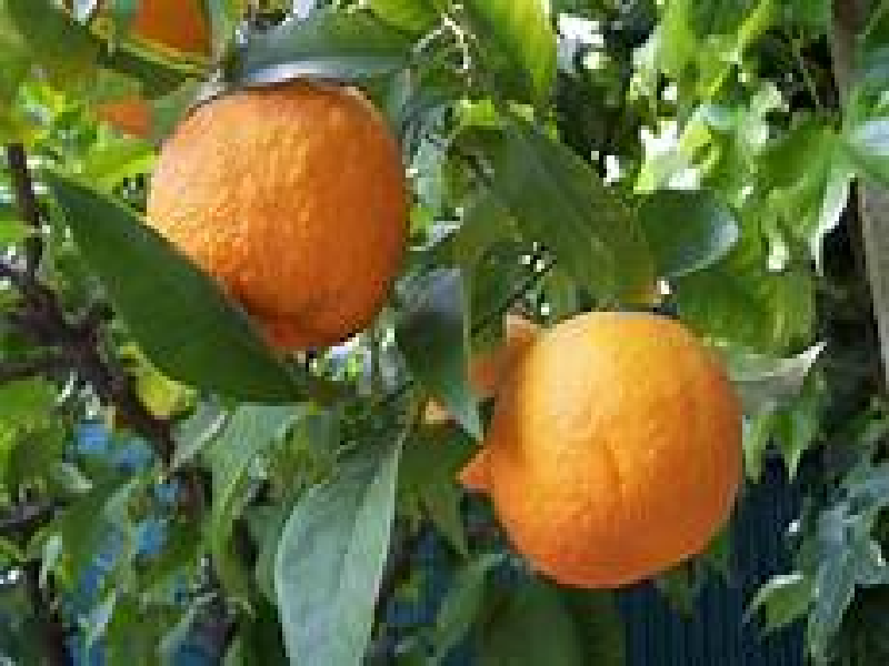 संत्रा बागेच्या महत्त्वाचे तंत्र एकदा बघाच.   पुनरुज्जीवनाचे तंत्र भारी जमिनीमध्ये लागवड, अन्नद्रव्यांची कमतरता