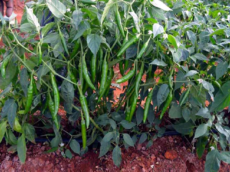 chilli crop