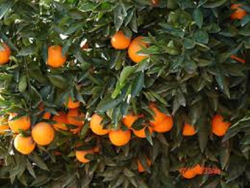 लिंबूवर्गीय फळ पिके सल्ला, संत्रा-मोसंबी बागेत आंबे बहराचे नियोजन