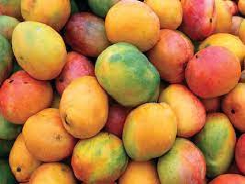 mango export
