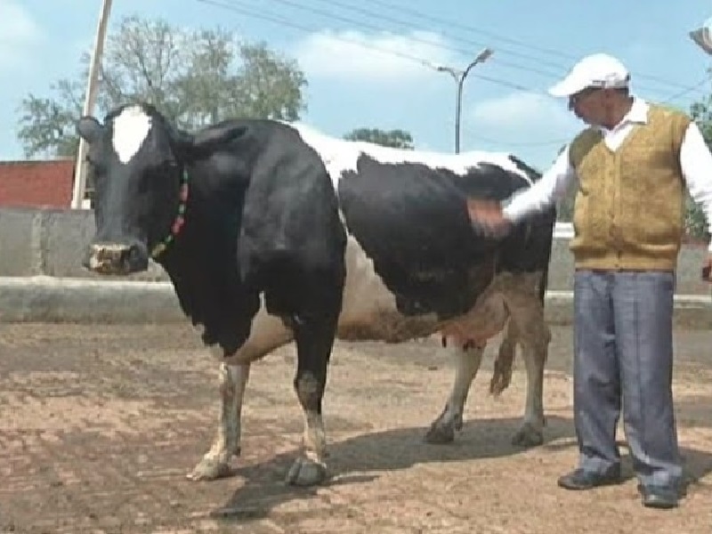 hardhenu cow
