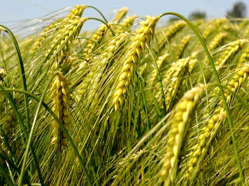 wheat crop tanbera
