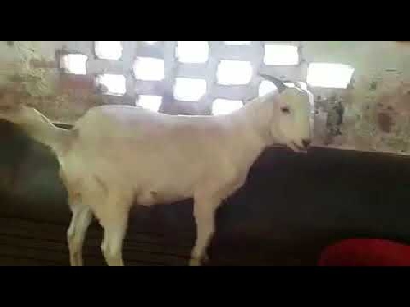 dunba goat