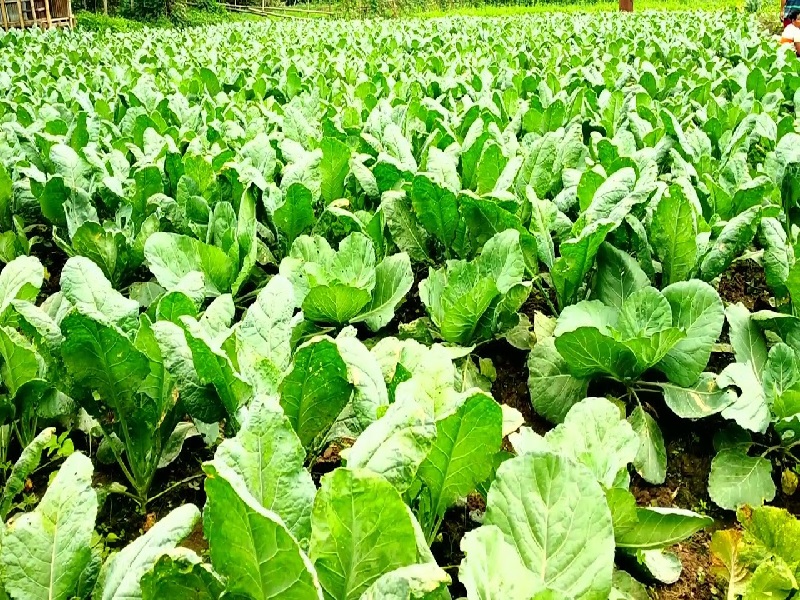 cabbage crop