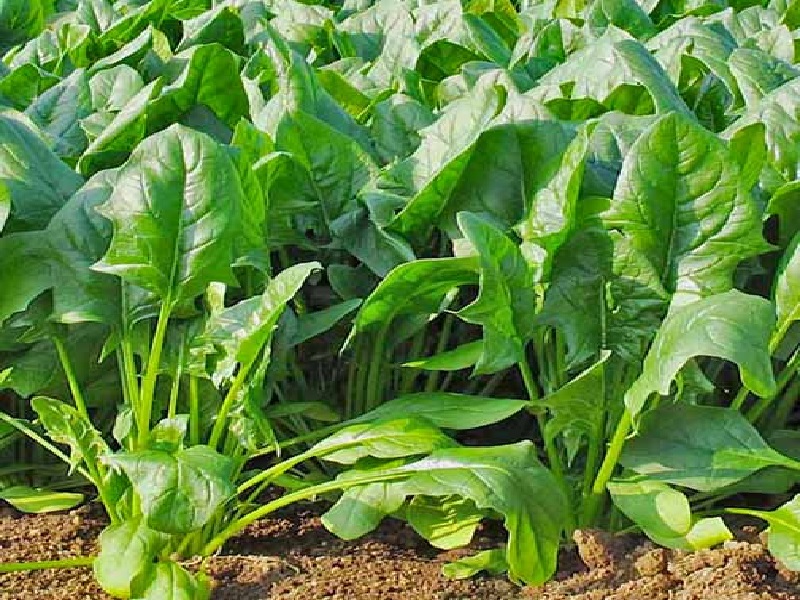 spinach cultivation
