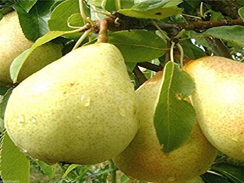 pear crop