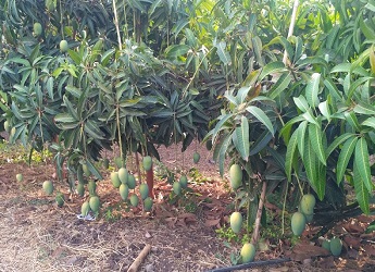 mango orchard damaged by cloudy weather
