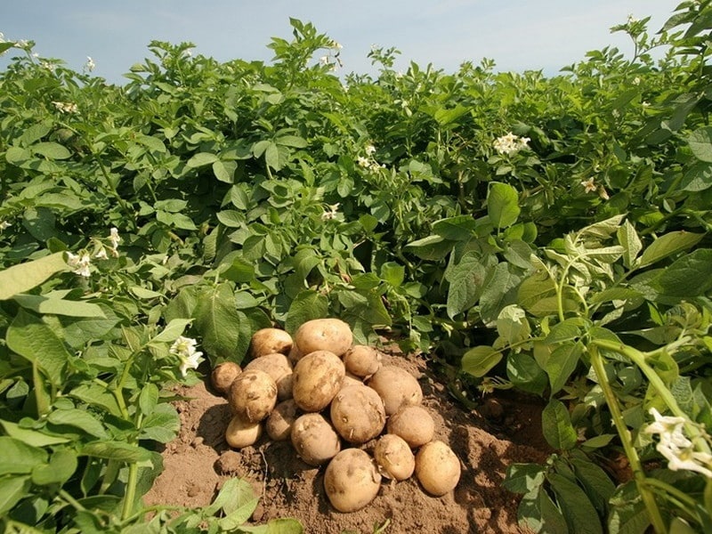 बटाटा पिकावरील विषाणूजन्य रोगाच्या व्यवस्थापनासाठी एकात्मिक व्यवस्थापन