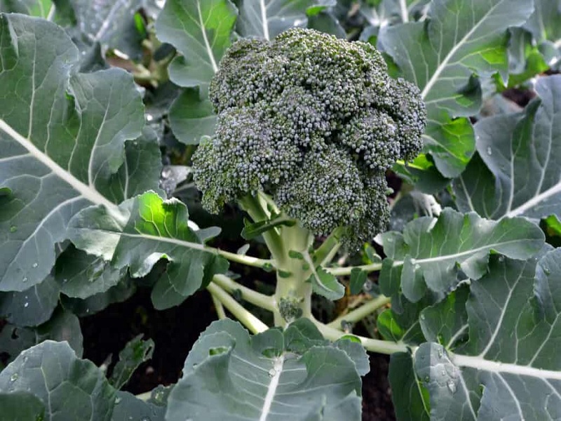 brokoli crop