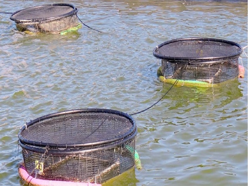 cage fish farming