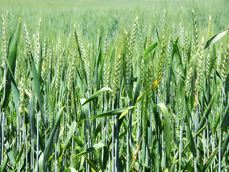 wheat crop