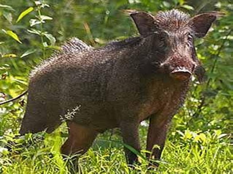 the boar